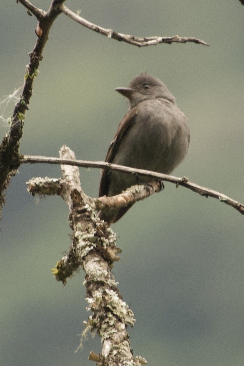Smoke-colored Pewee - ML637921010