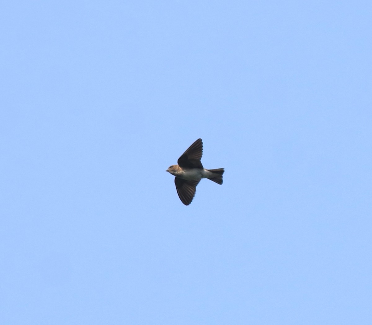 Streak-throated Swallow - ML637921023