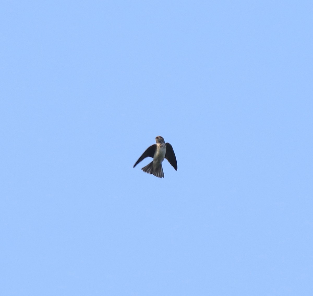 Streak-throated Swallow - ML637921024