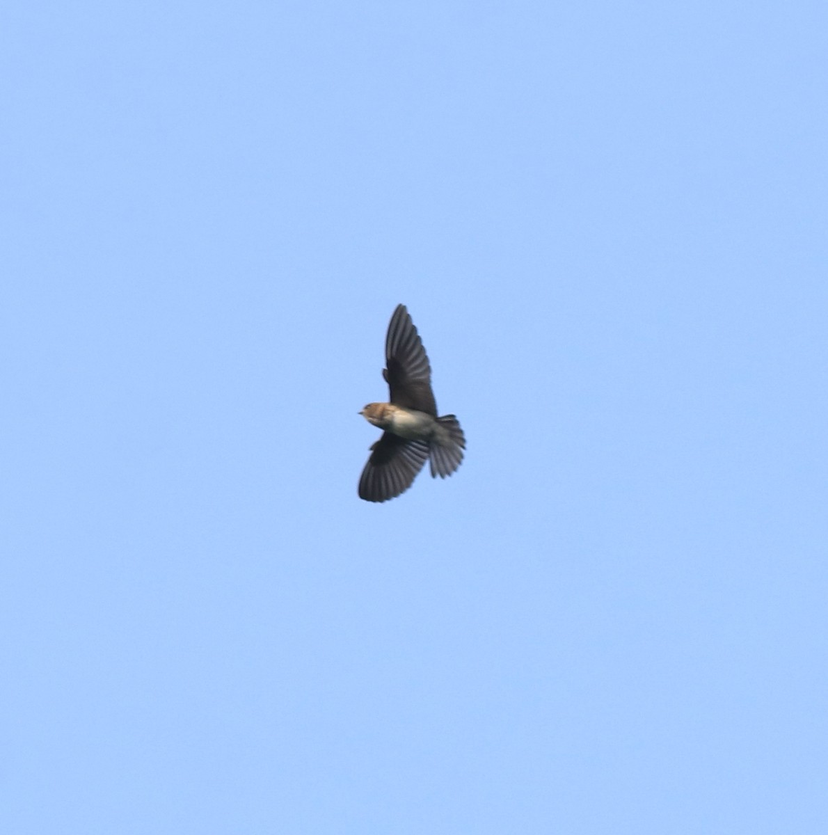 Streak-throated Swallow - ML637921026