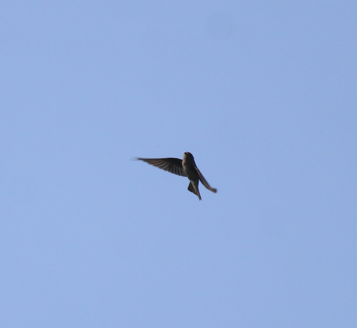 Streak-throated Swallow - ML637921027