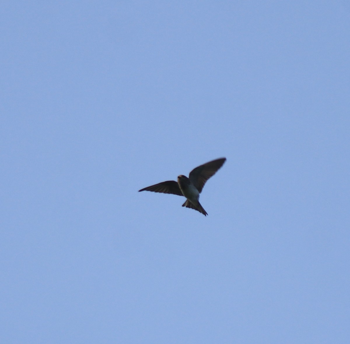 Streak-throated Swallow - ML637921028