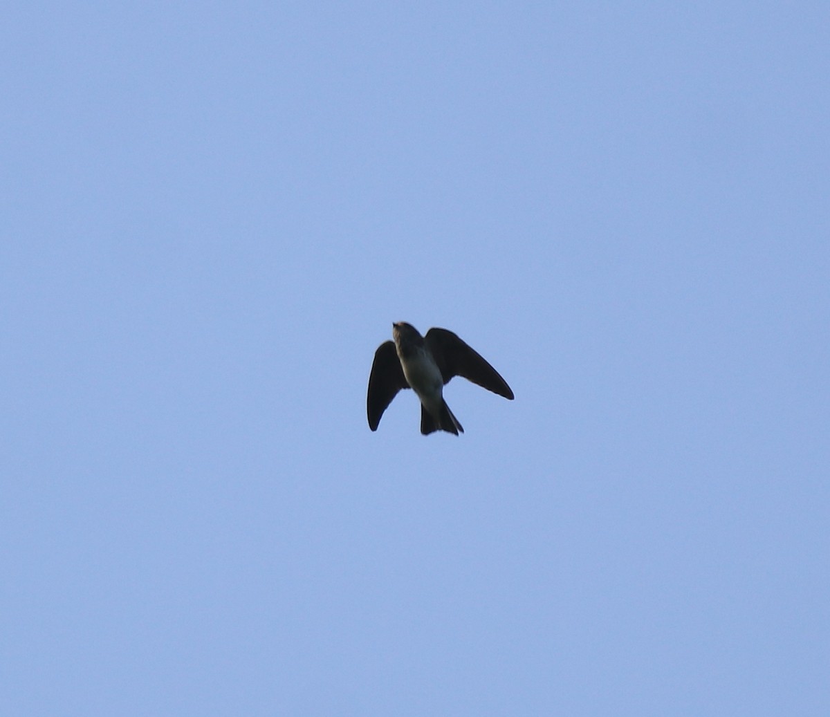 Streak-throated Swallow - ML637921029