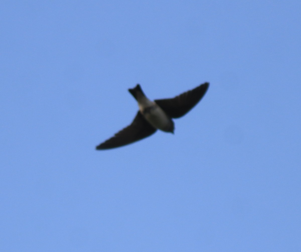 Streak-throated Swallow - ML637921031