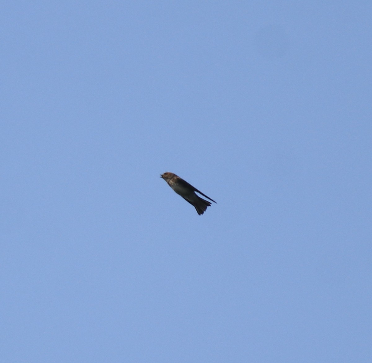 Streak-throated Swallow - ML637921032