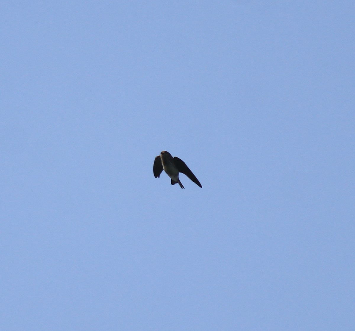 Streak-throated Swallow - ML637921033