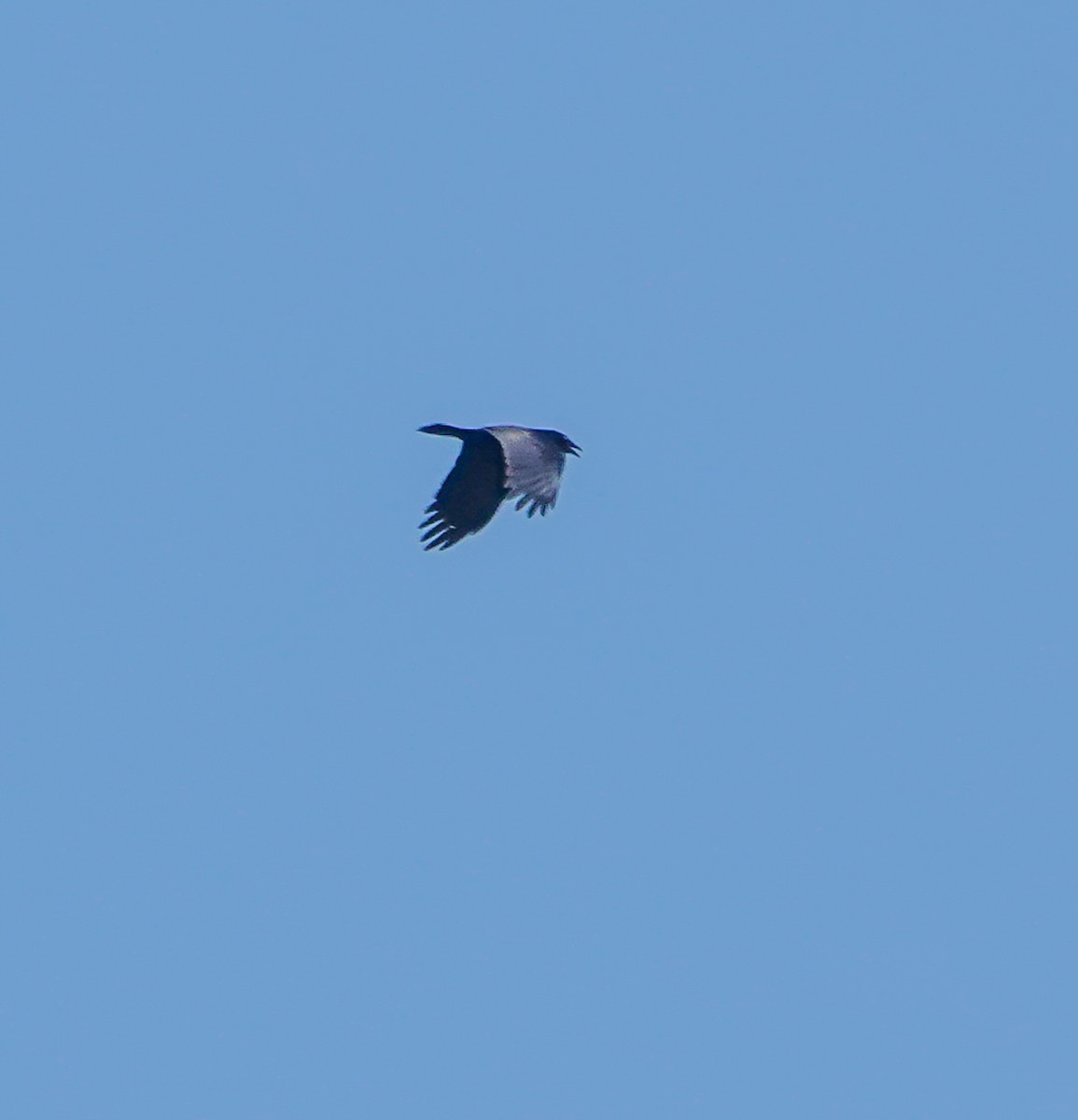 Fish Crow - ML637921036