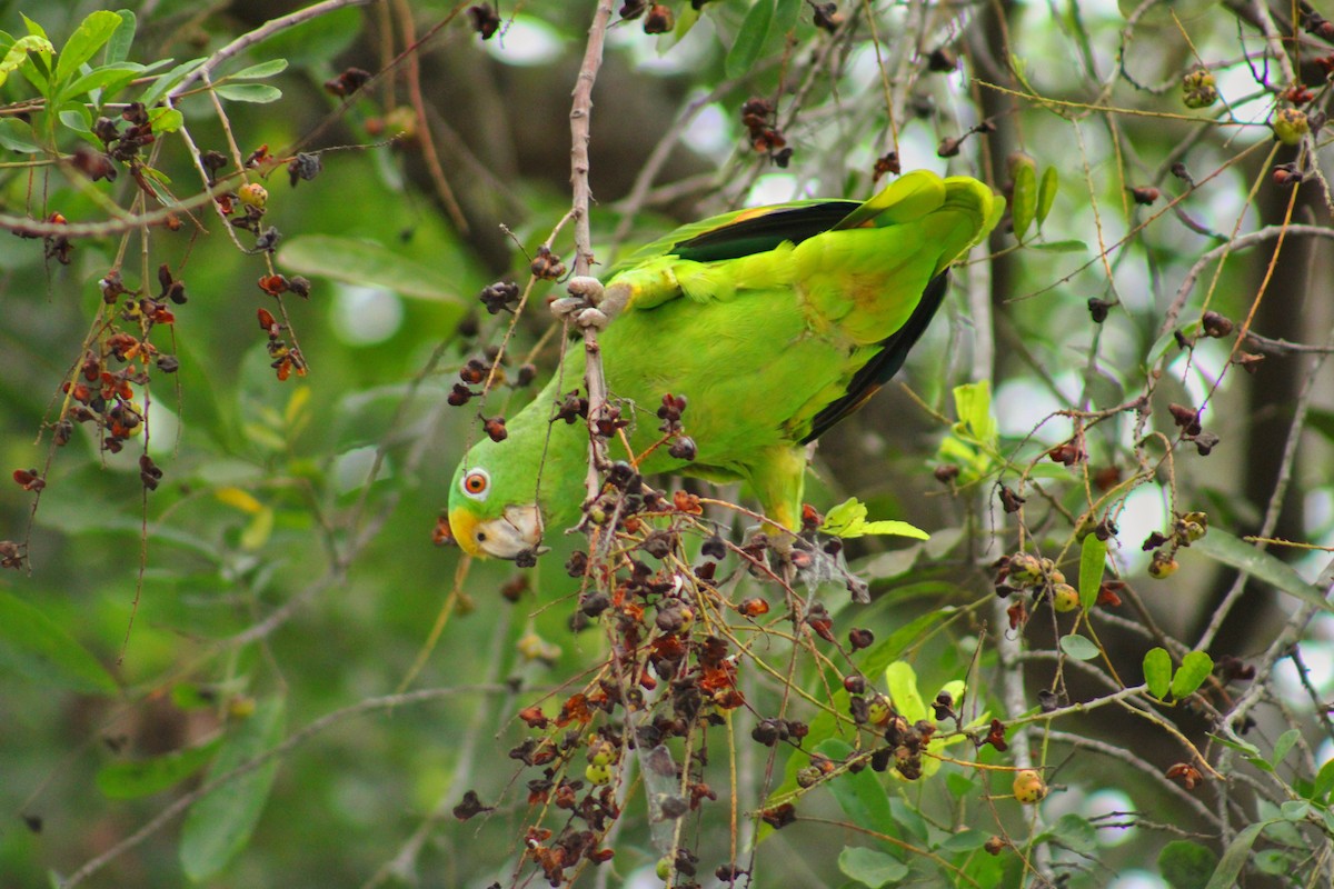 Yellow-crowned Amazon - ML637921094