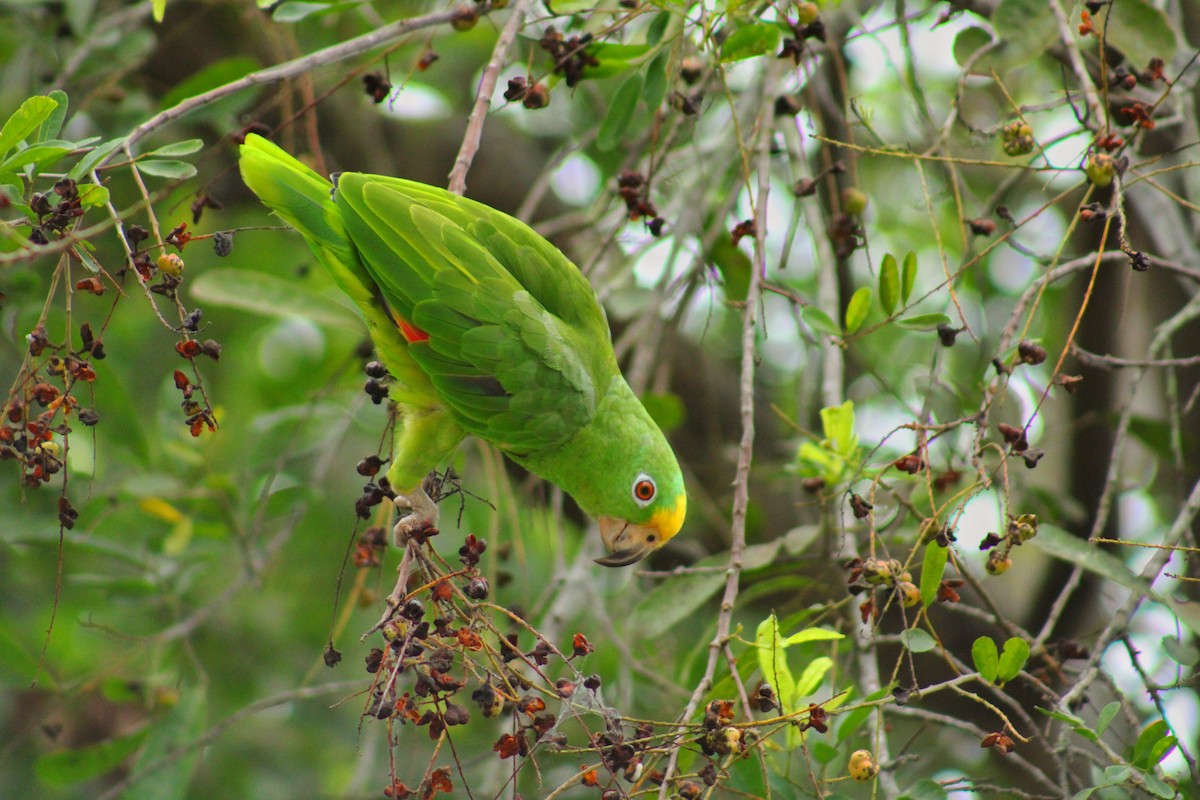 Yellow-crowned Amazon - ML637921095