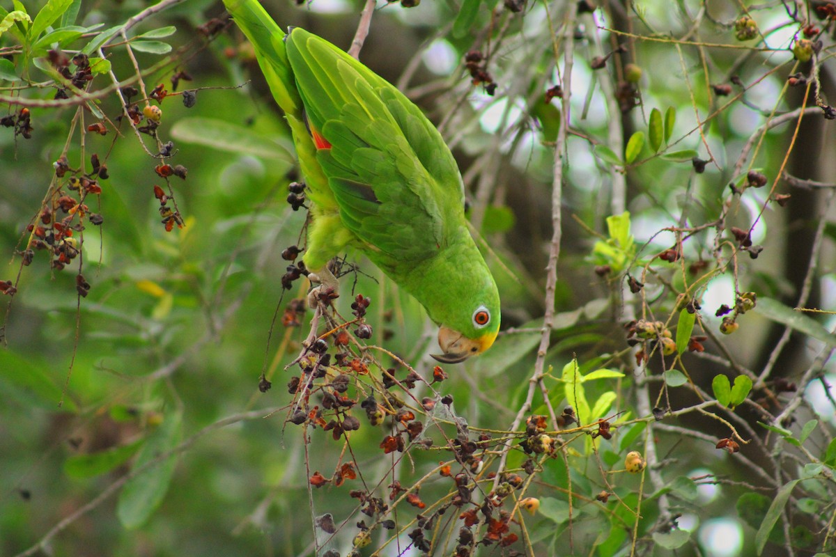 Yellow-crowned Amazon - ML637921096