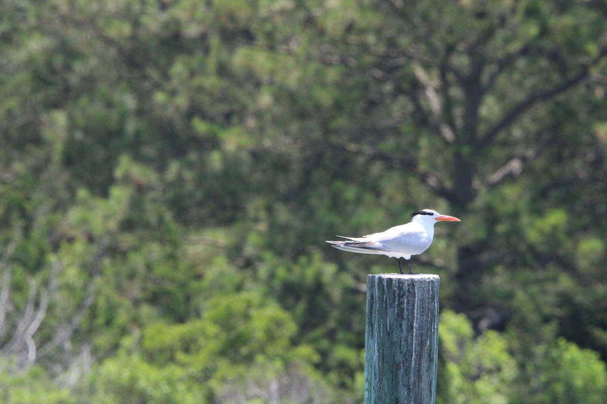Royal Tern - ML637921119
