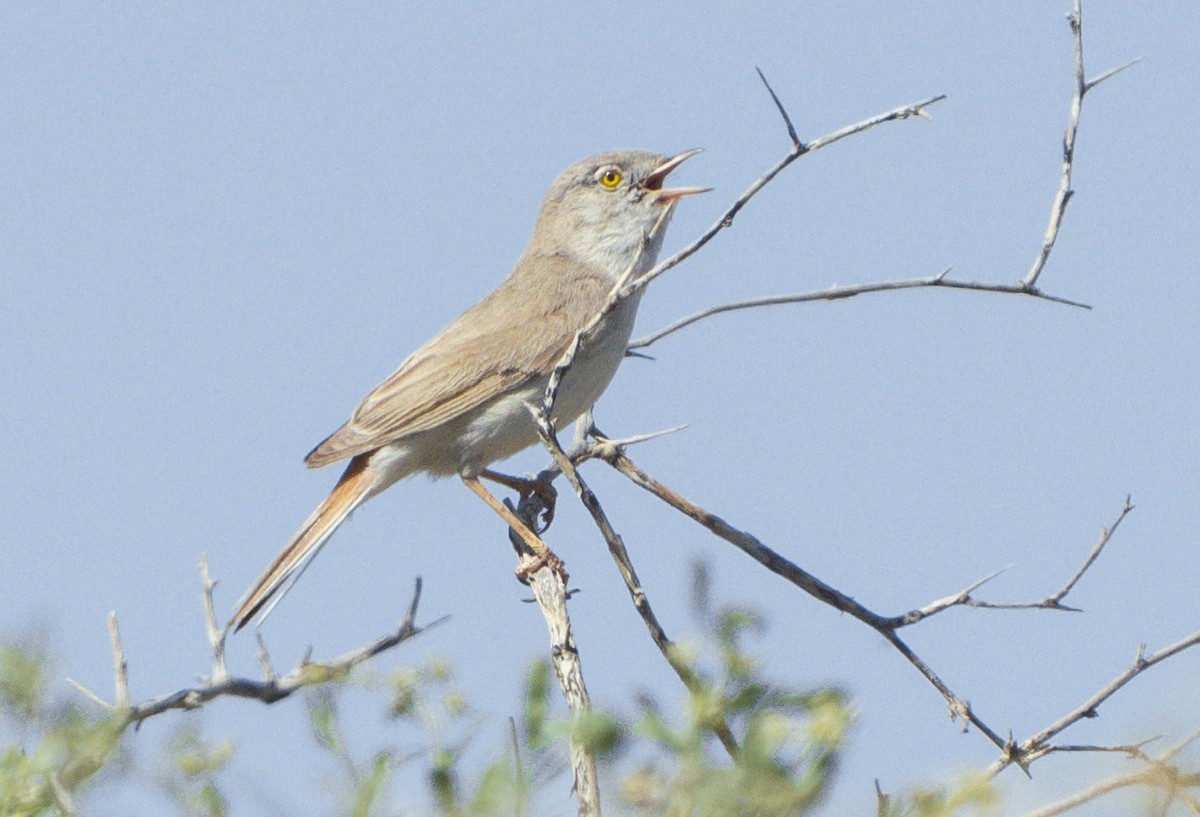 Asian Desert Warbler - ML637921124