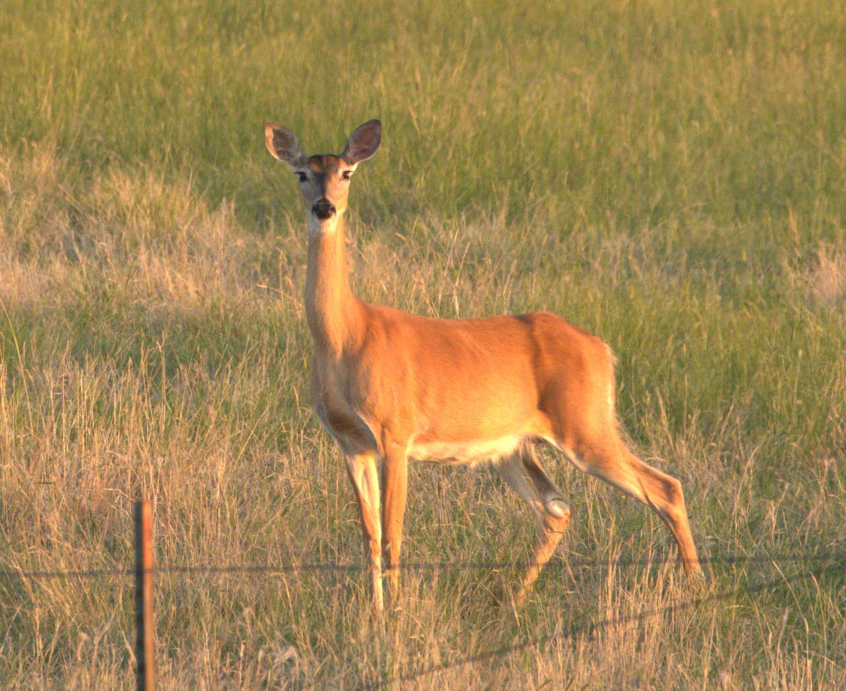 Animals - ML637921157