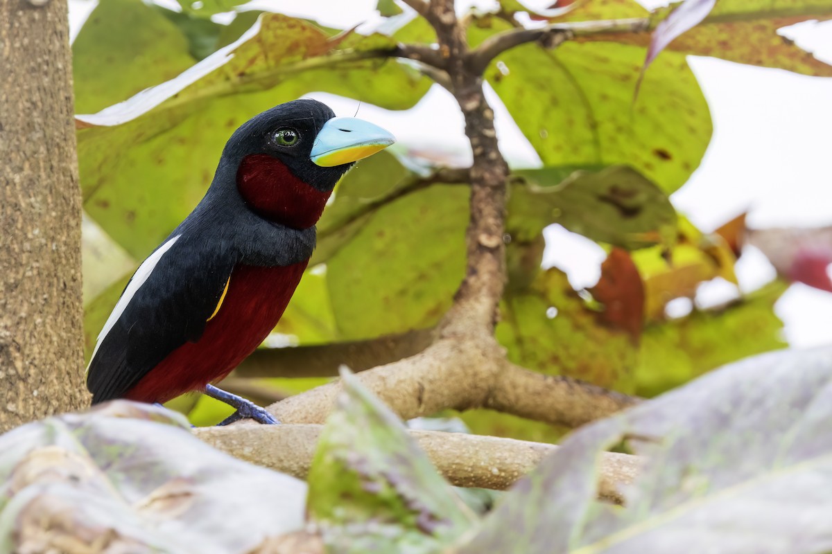 Black-and-red Broadbill - ML637921158