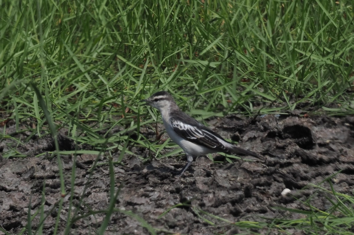 White-shouldered Triller - ML637921184