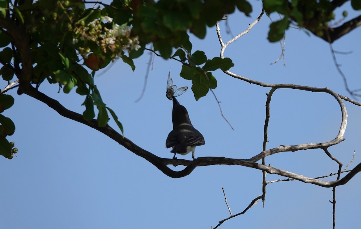 Gray Kingbird - ML637921204