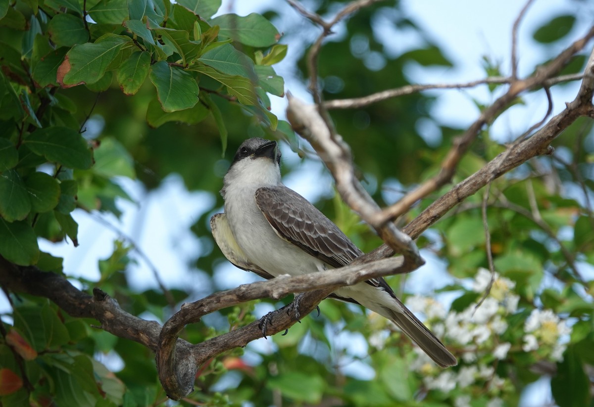 Gray Kingbird - ML637921205