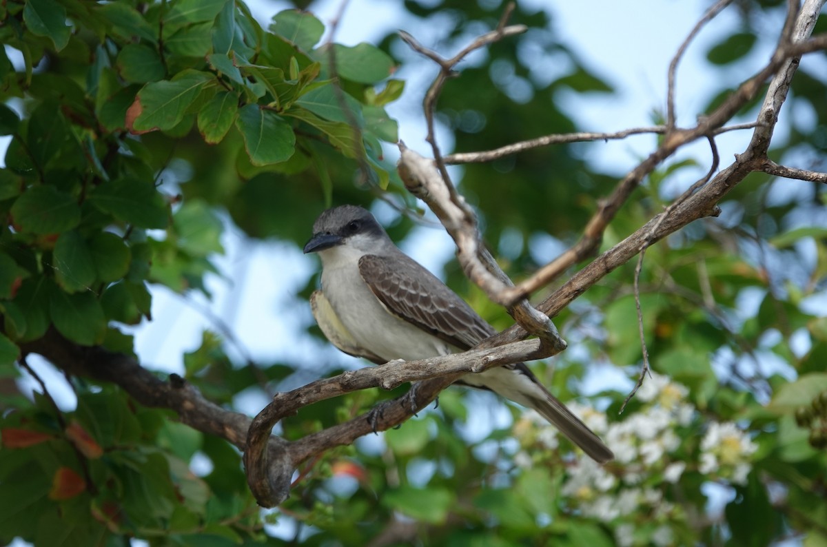 Gray Kingbird - ML637921206