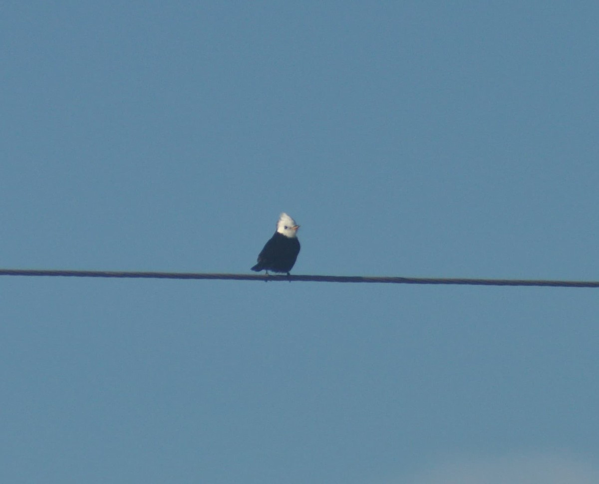 White-headed Marsh Tyrant - ML637921220