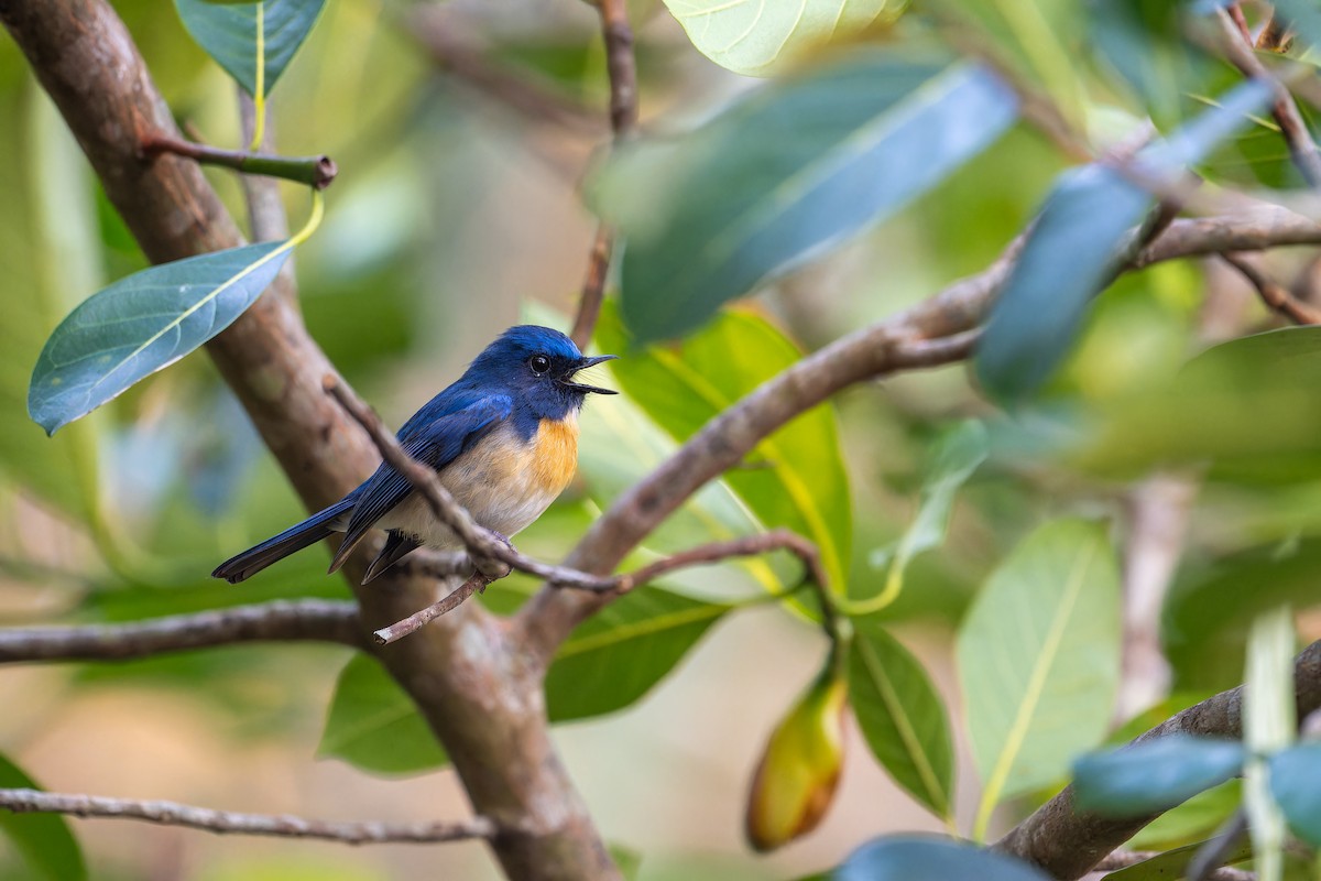 Indochinese Blue Flycatcher - ML637921271