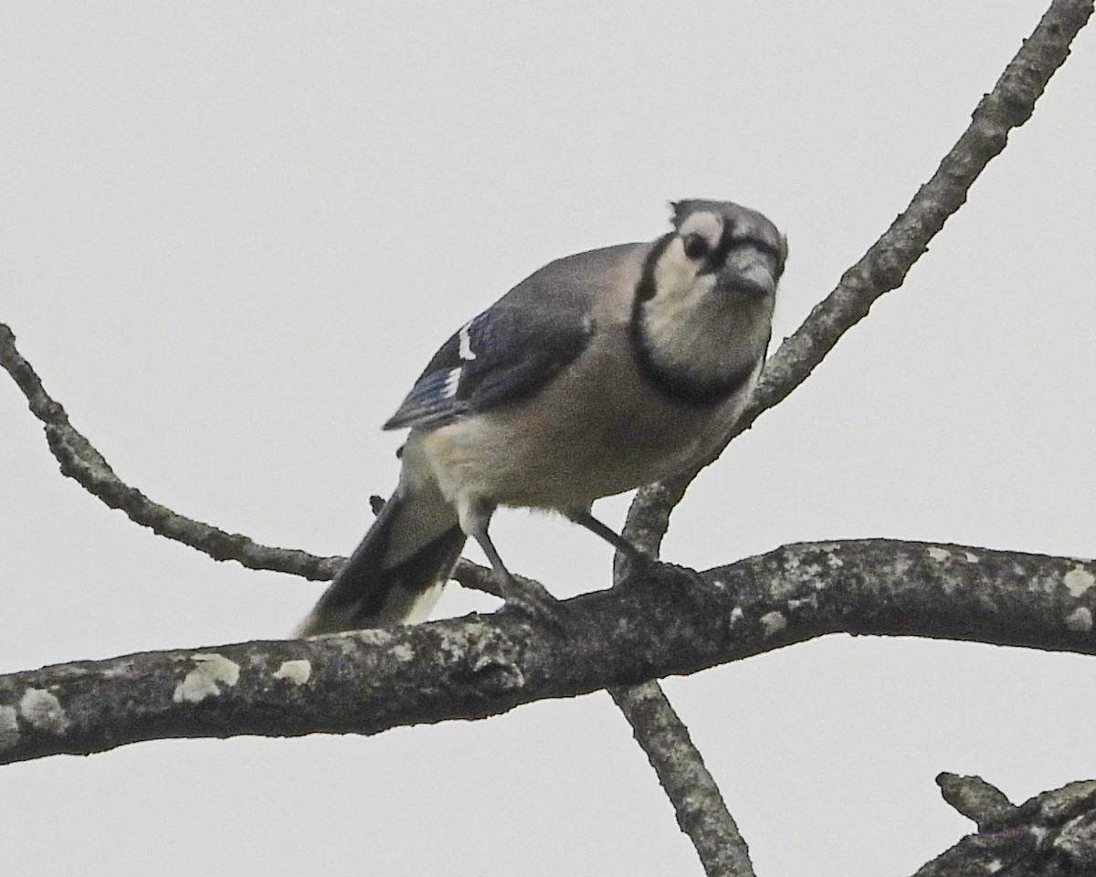 Blue Jay - ML637921326
