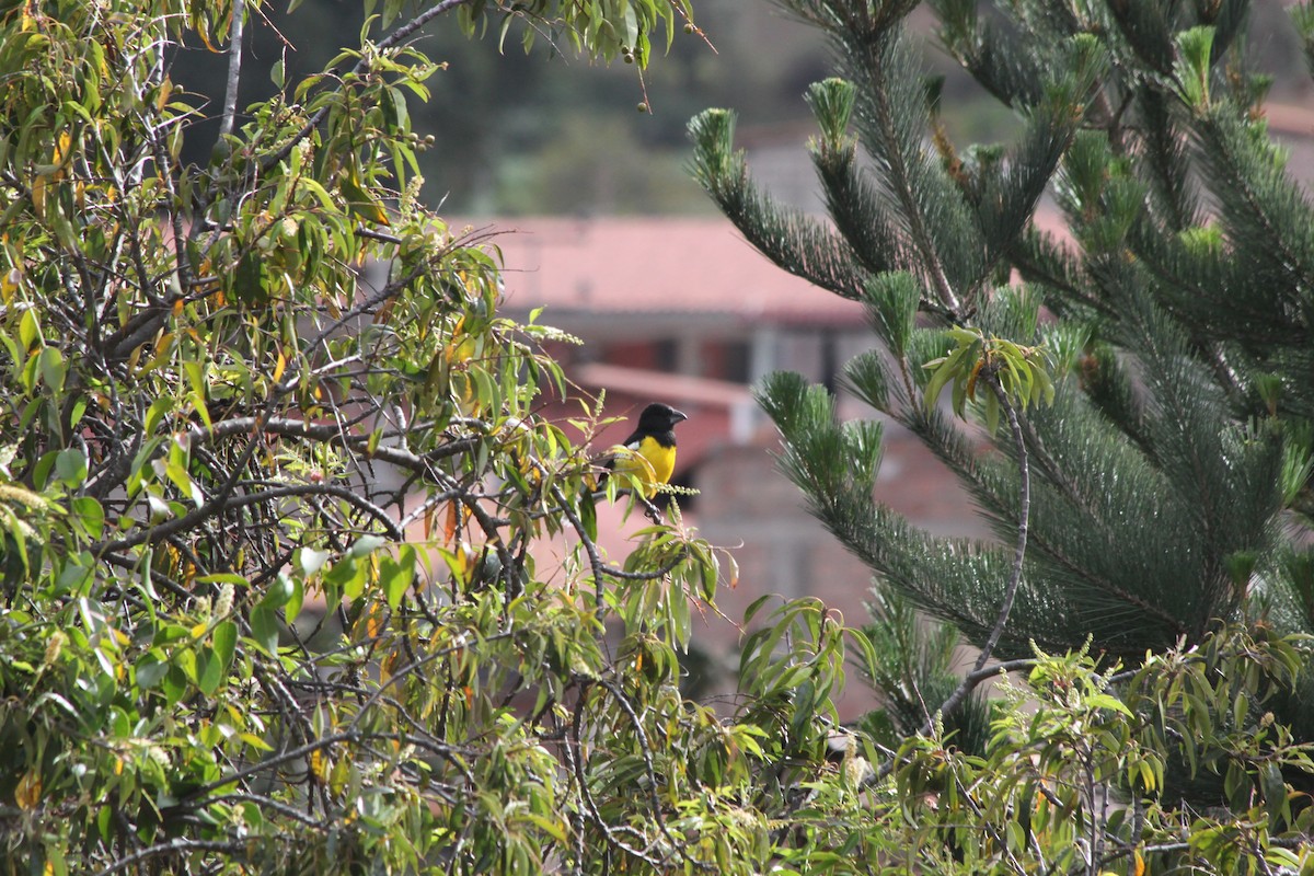 Black-backed Grosbeak - ML637921345