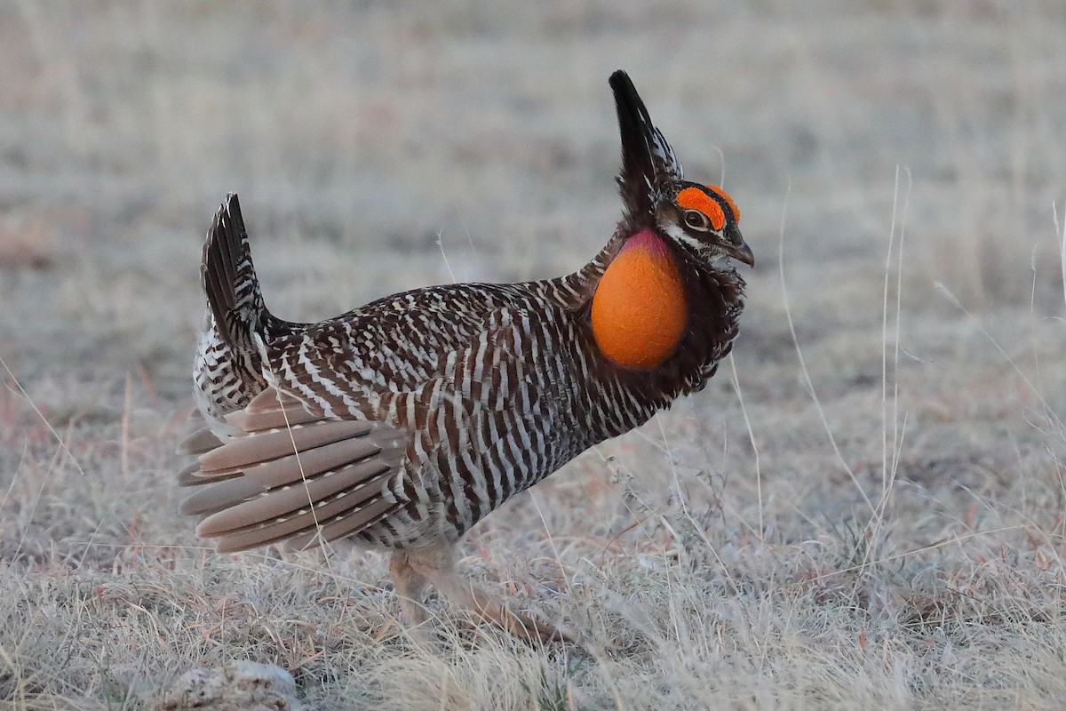 Greater Prairie-Chicken - ML637921385