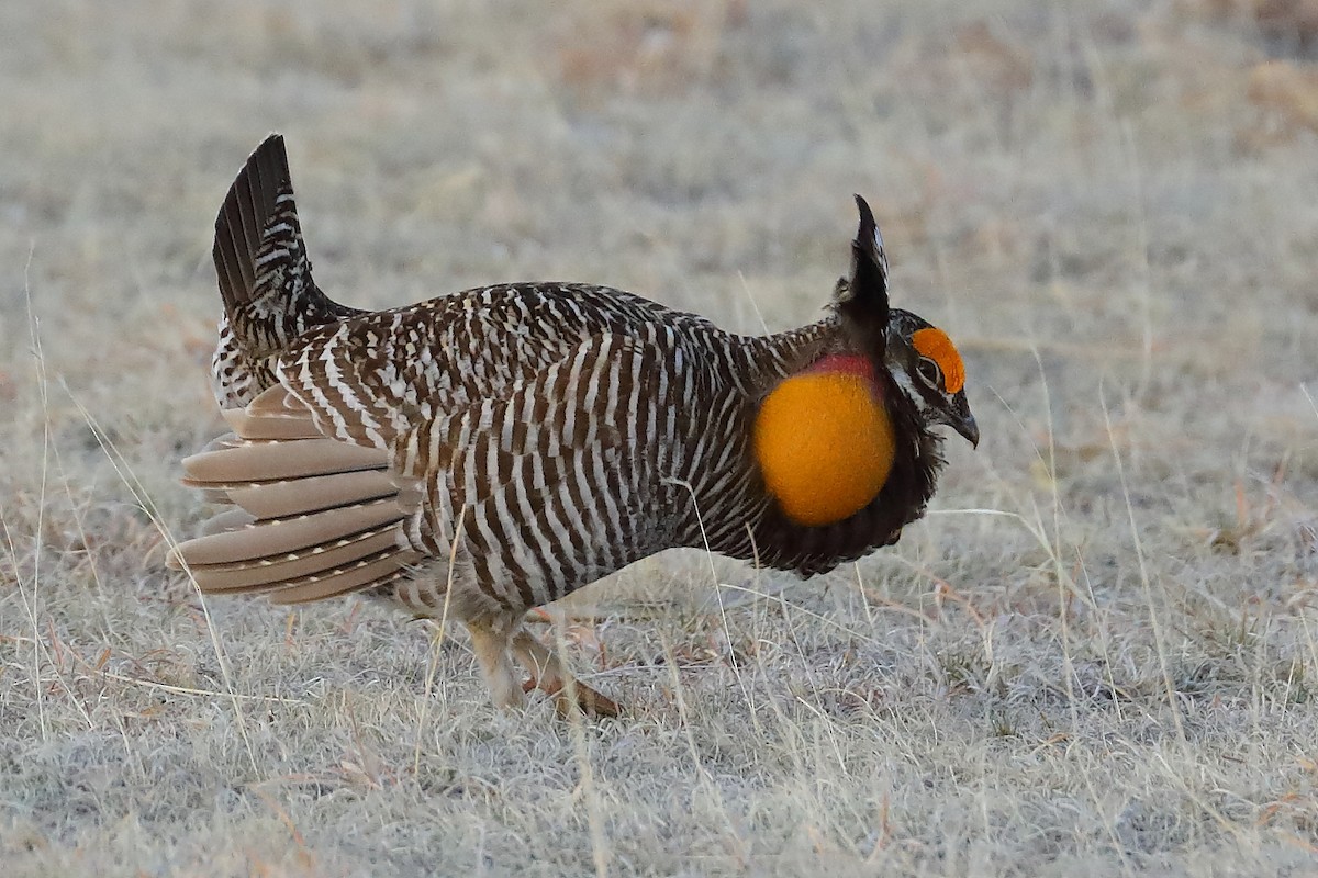 Greater Prairie-Chicken - ML637921388
