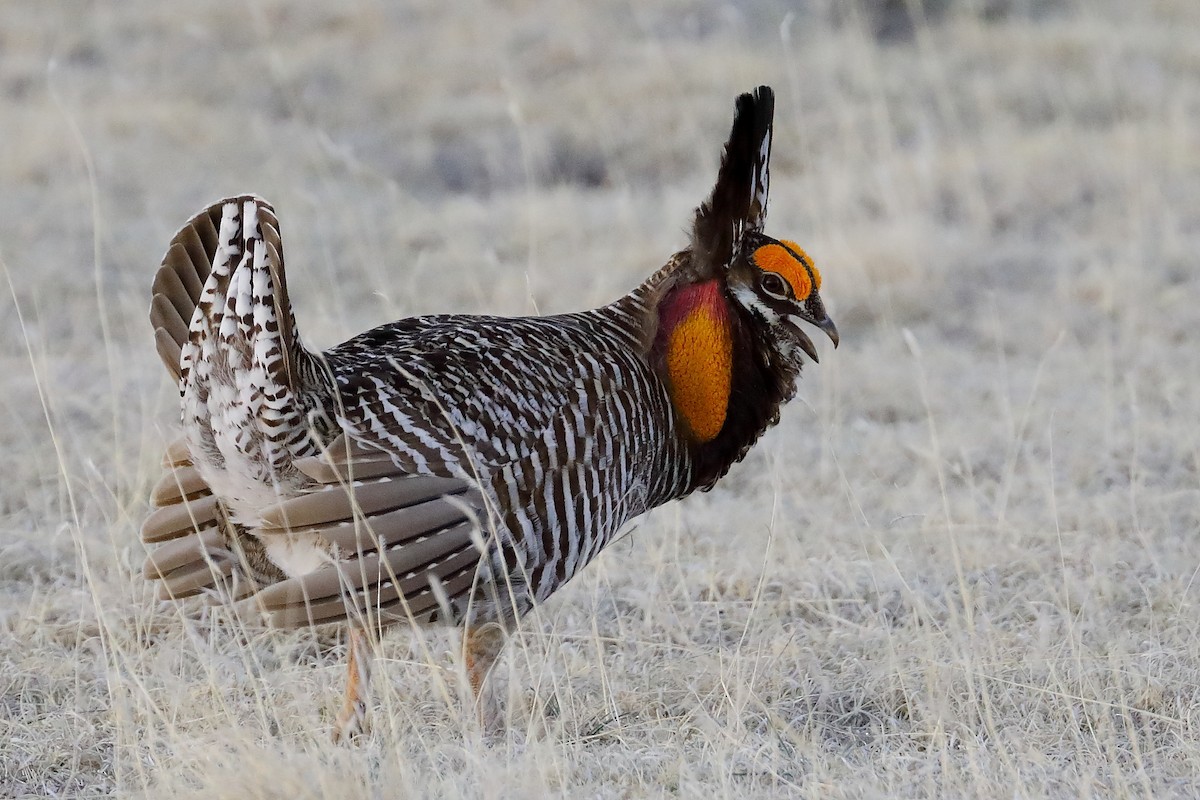 Greater Prairie-Chicken - ML637921390