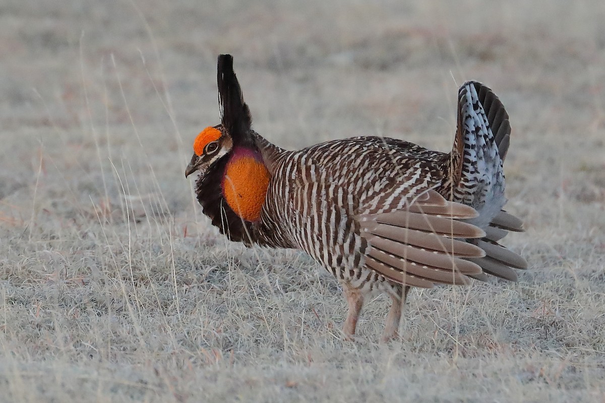 Greater Prairie-Chicken - ML637921392