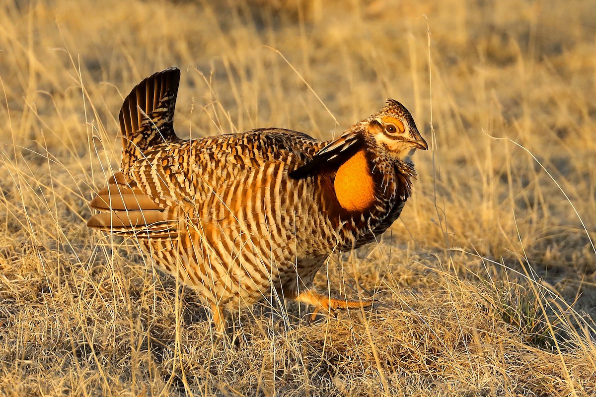 Greater Prairie-Chicken - ML637921397