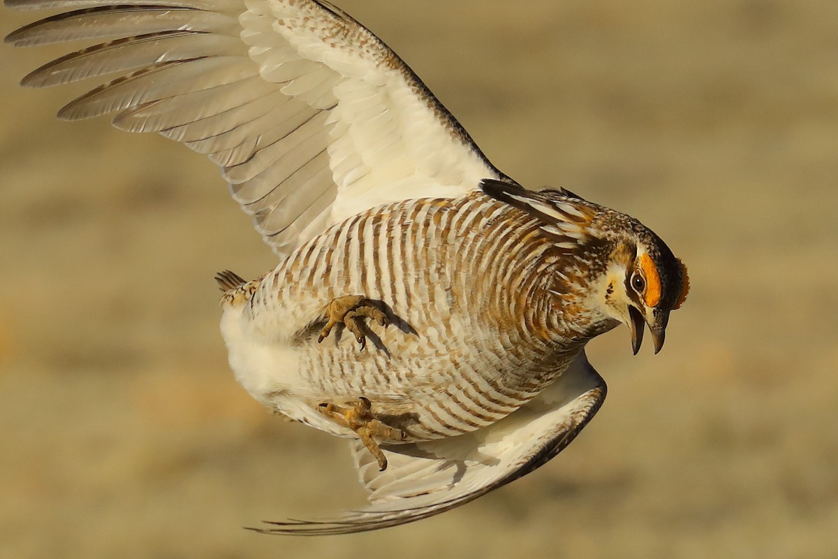 Greater Prairie-Chicken - ML637921401