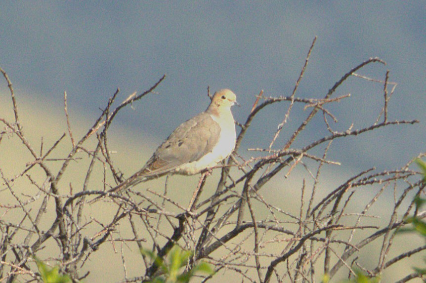 Mourning Dove - ML637921404