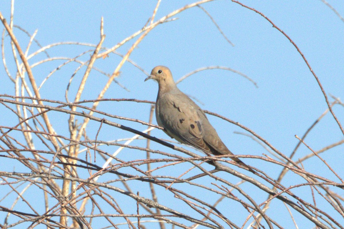 Mourning Dove - ML637921405