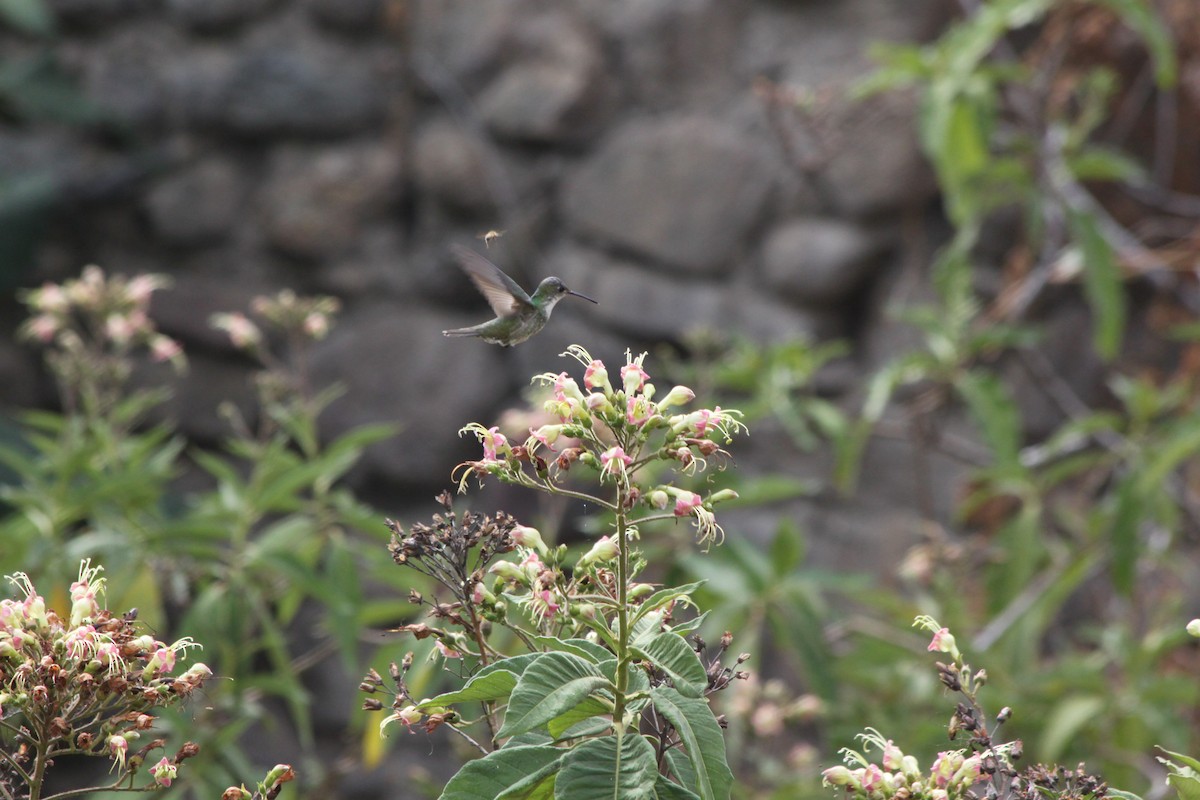 Green-and-white Hummingbird - ML637921418