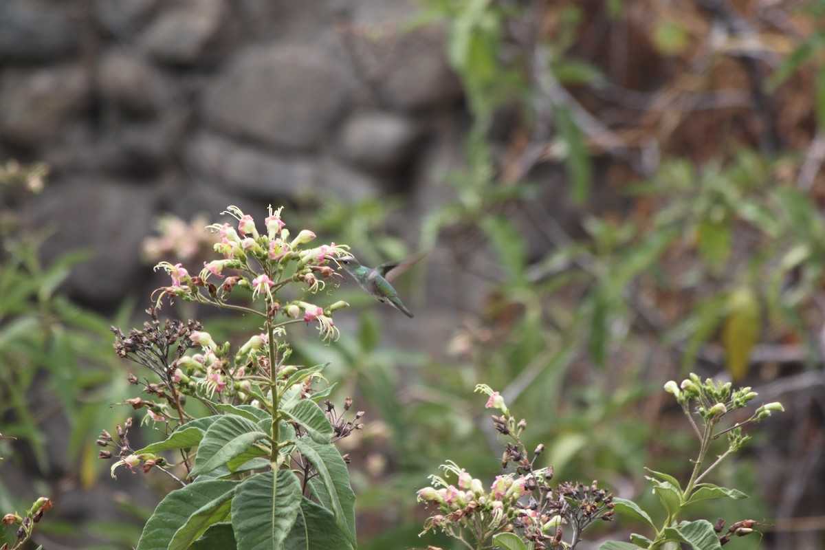 Green-and-white Hummingbird - ML637921419
