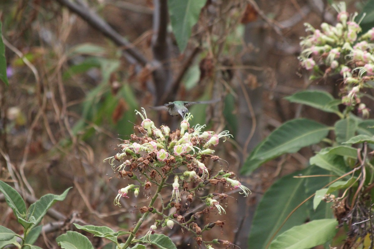 Green-and-white Hummingbird - ML637921421