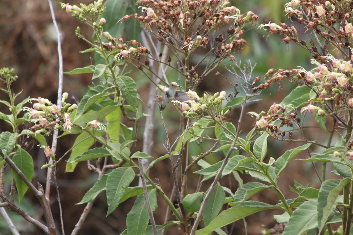 Green-and-white Hummingbird - ML637921422