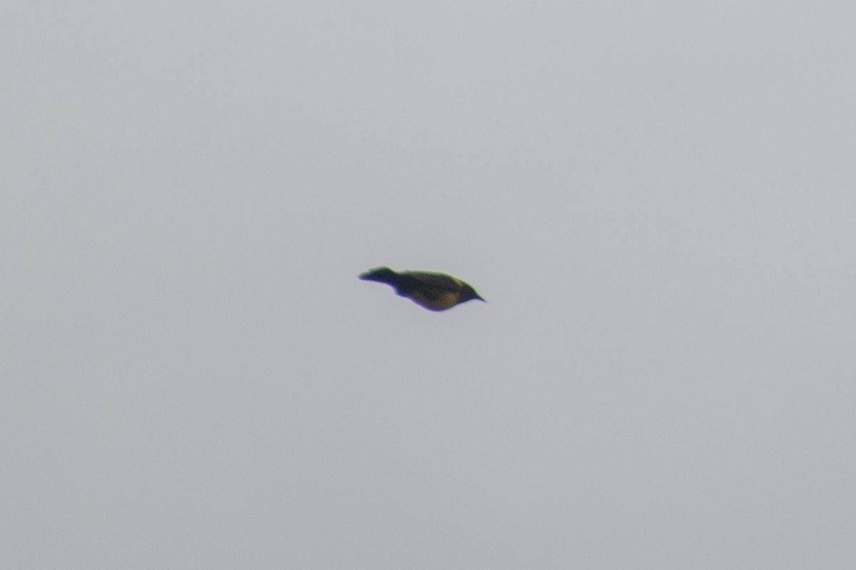 Brown-and-yellow Marshbird - ML637921468