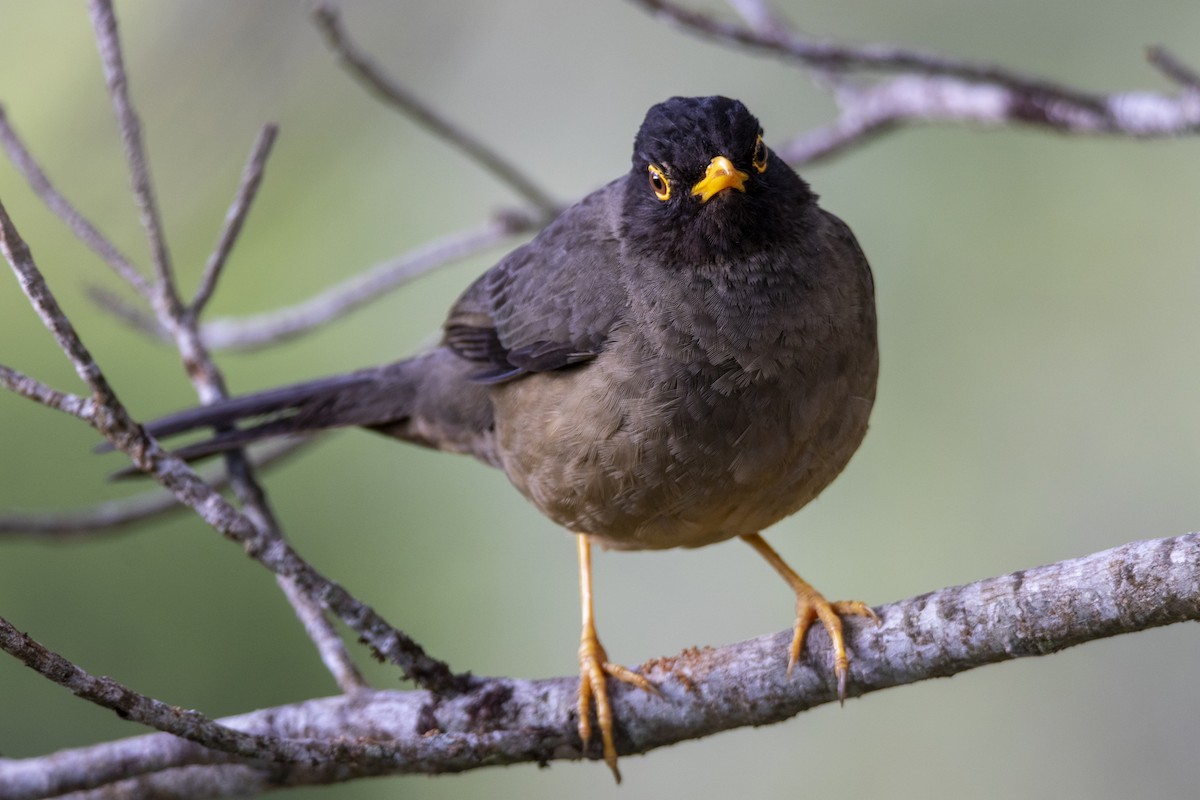 Black-hooded Thrush - ML637921480