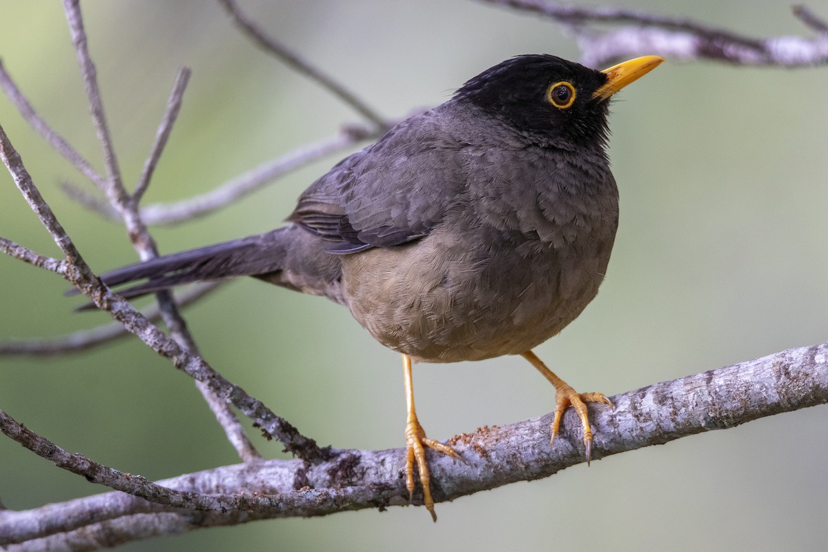 Black-hooded Thrush - ML637921481