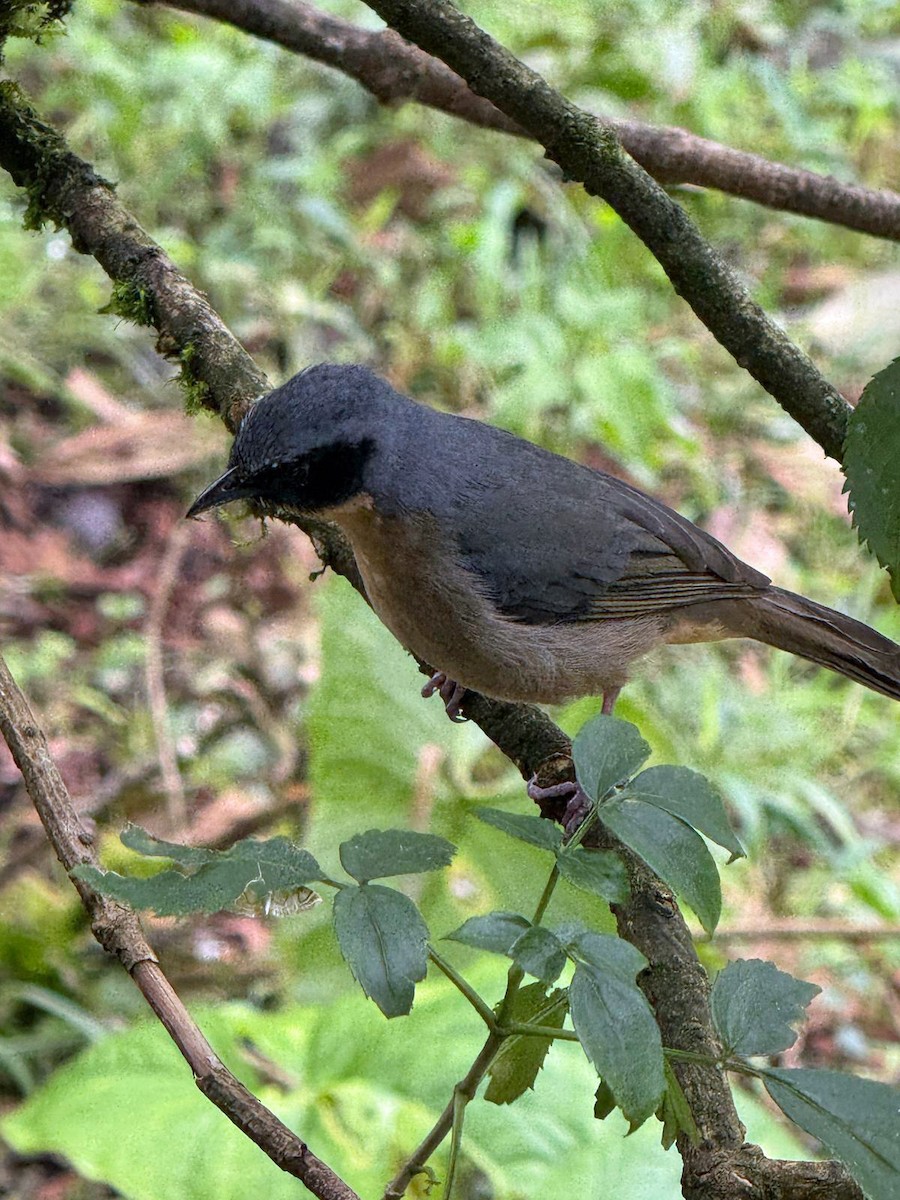Tangara barbouillé - ML637921483