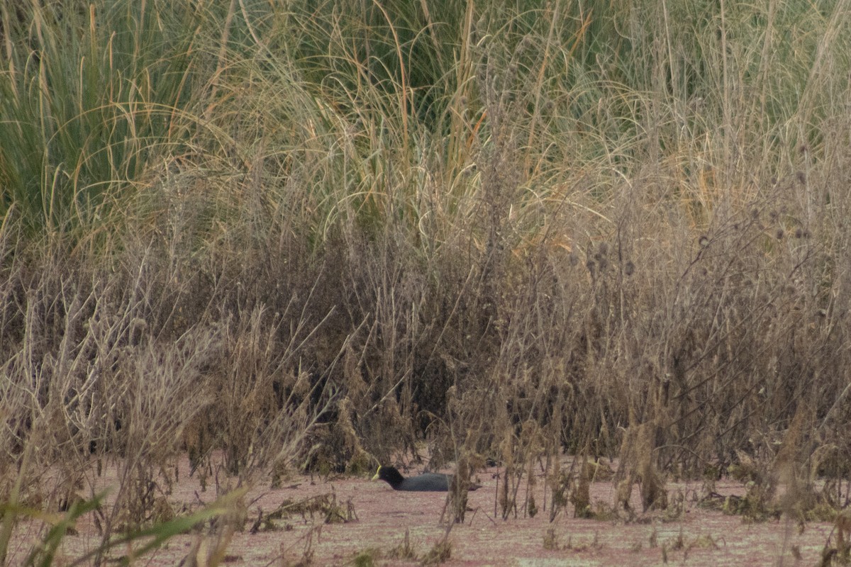 White-winged Coot - ML637921500