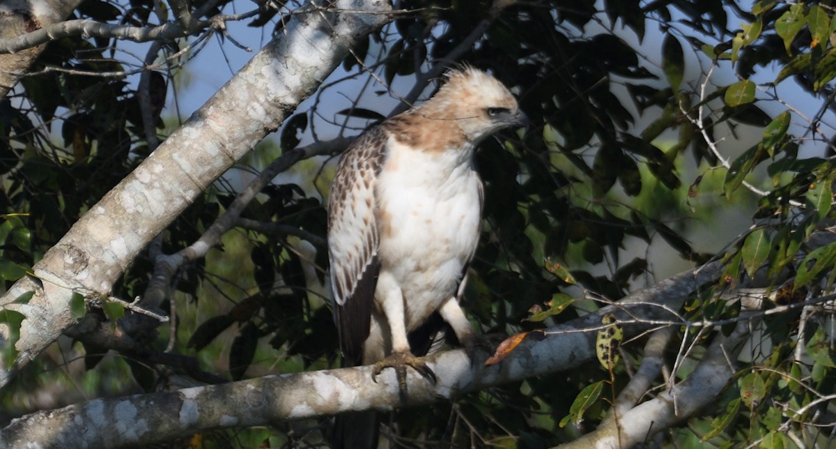 Changeable Hawk-Eagle - ML637921506