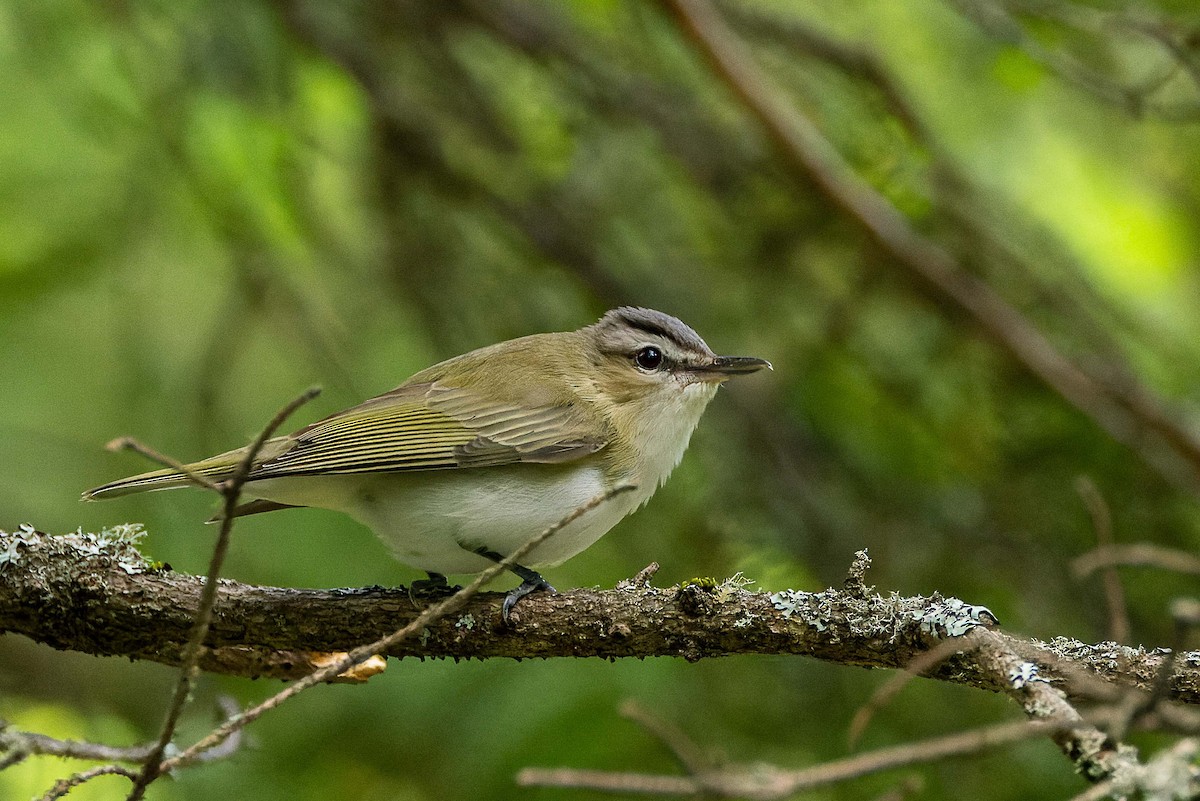 Red-eyed Vireo - ML637921511