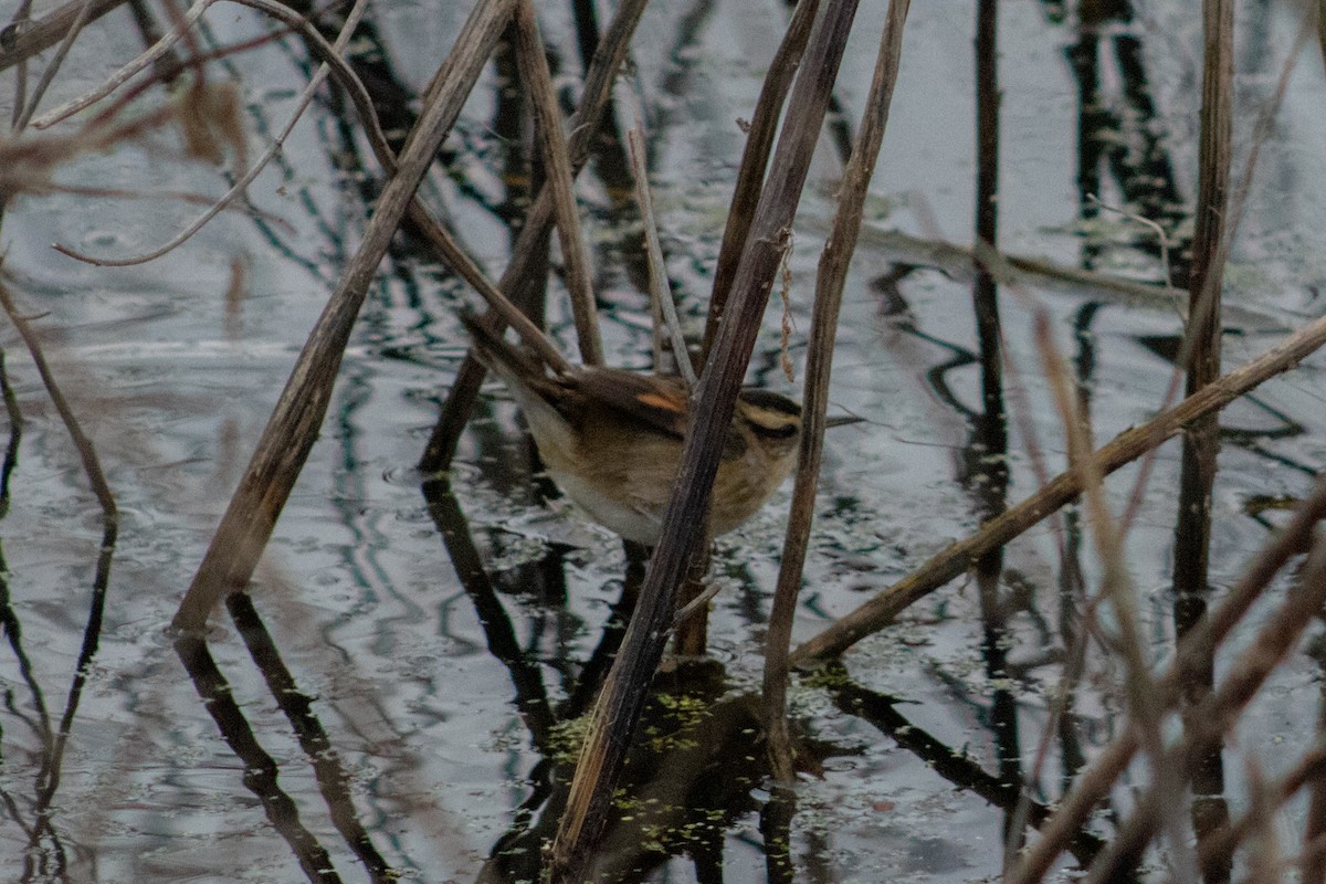 Wren-like Rushbird - ML637921527