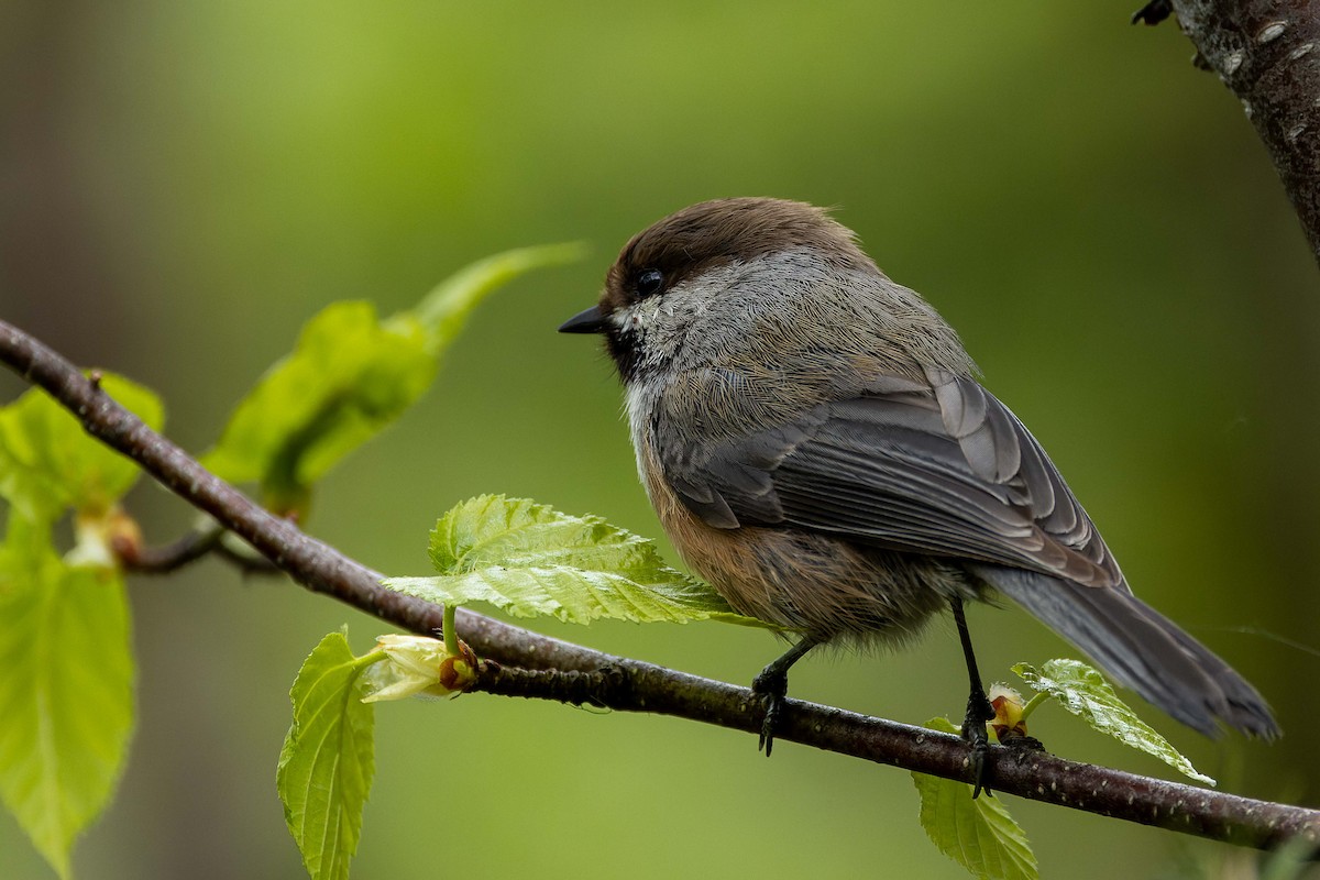 Boreal Chickadee - ML637921528