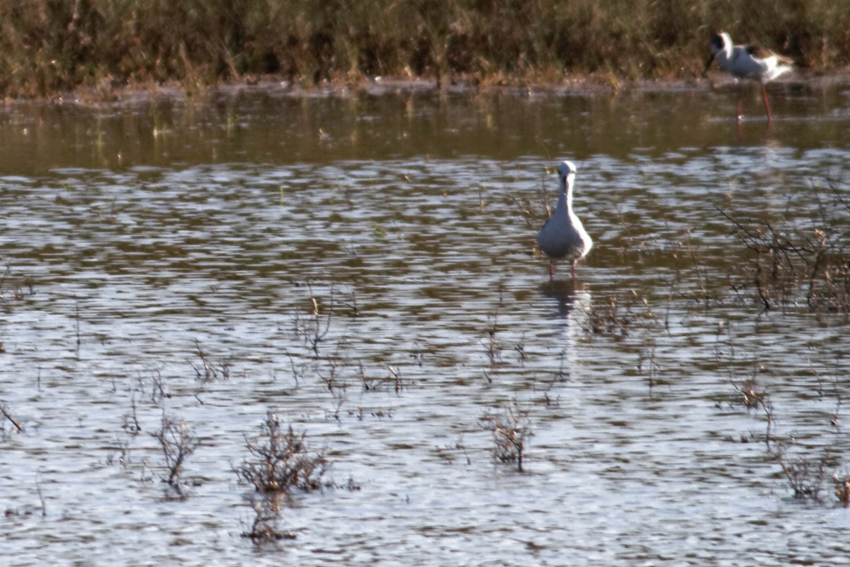 Pied Stilt - ML637921578