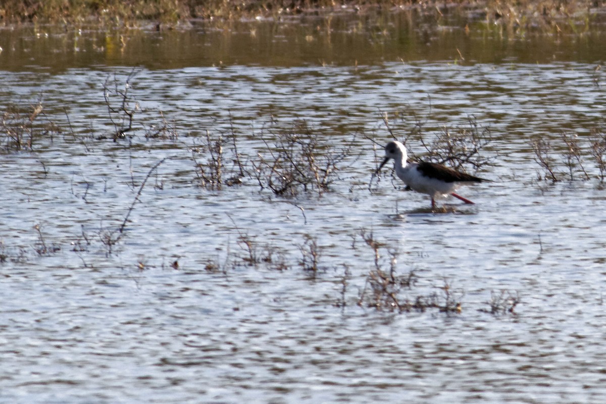 Pied Stilt - ML637921580
