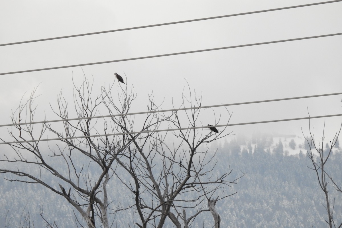 Загасч явлаг - ML637921606